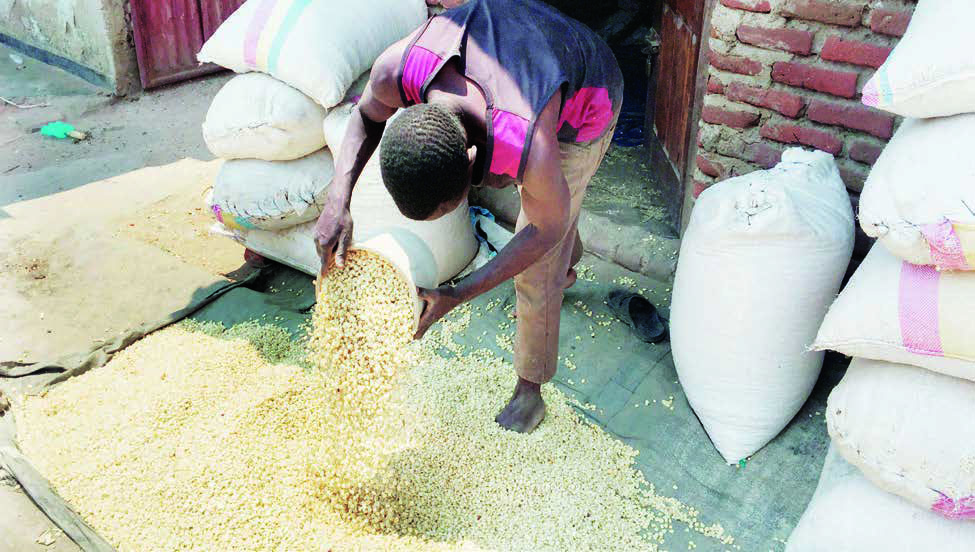 Maize prices rise, albeit marginally in September