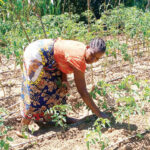 BACKBREAKING WORK—The programme targeted smallholder farmers