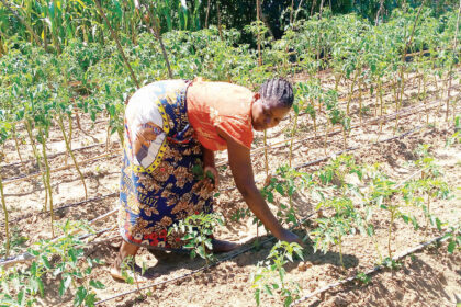 BACKBREAKING WORK—The programme targeted smallholder farmers