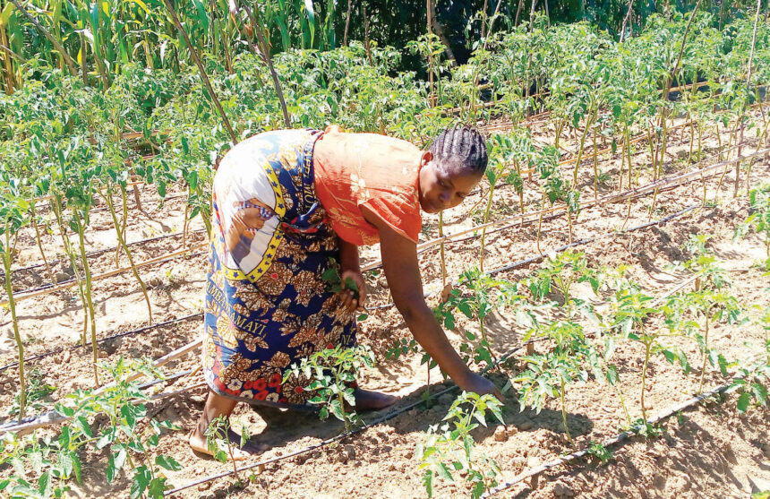 BACKBREAKING WORK—The programme targeted smallholder farmers