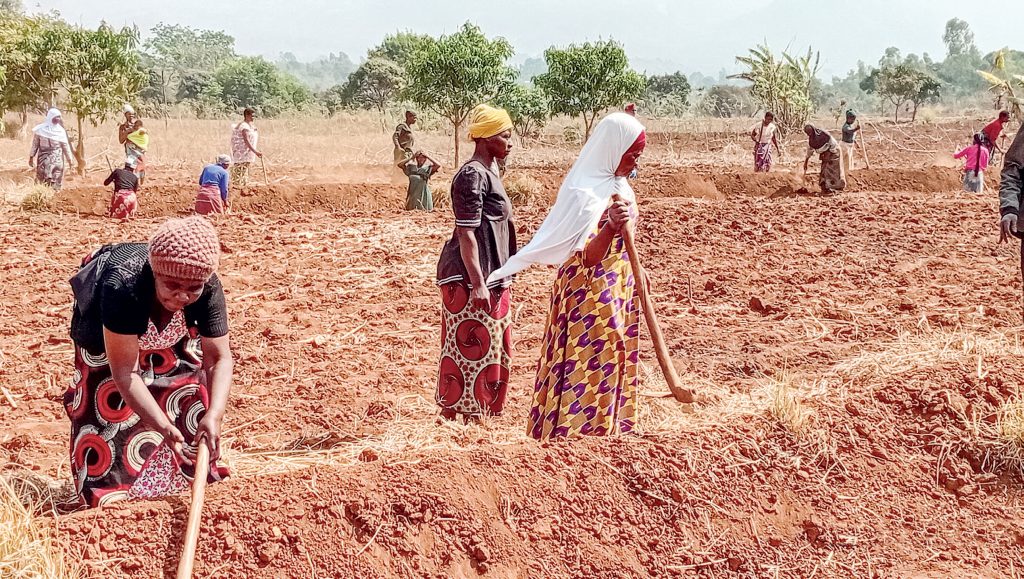 A harvest that ends the hunger struggle